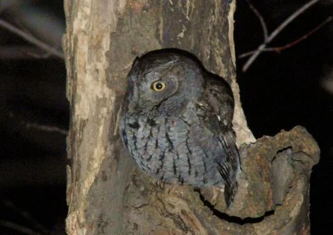 Eastern screech owl2 Stock Photos