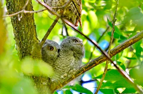 Eastern Screech Owlets sitting in a tree  Stock Photos