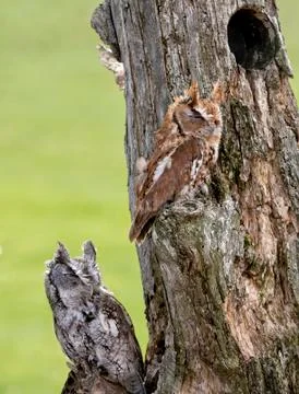 Eastern screech owls Stock Photos