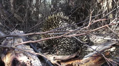 Eastern Short Beaked Echidna Stock Footage 10985535