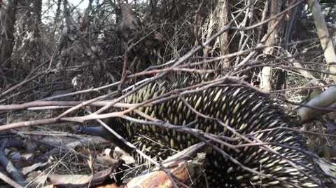 Eastern Short Beaked Echidna Stock Footage 10986520