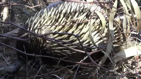 Eastern Short Beaked Echidna Stock Footage 10987576