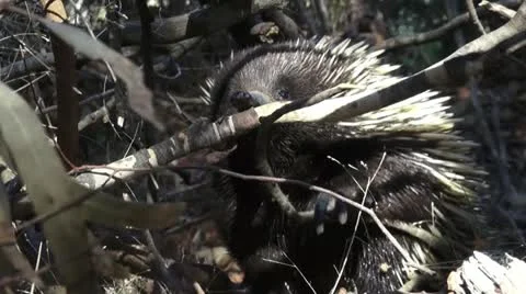 Eastern Short Beaked Echidna Stock Footage 10988845