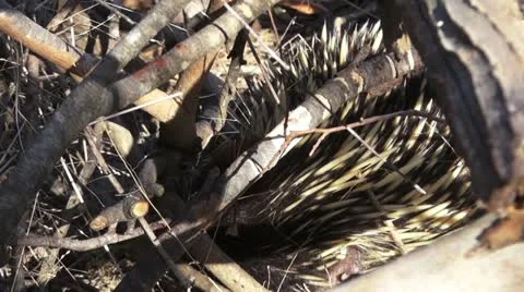 Eastern Short Beaked Echidna Stock Footage 10990033