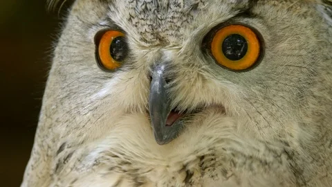 Eastern Siberian eagle owl (Bubo bubo sibiricus) portrait Video stock 93748712