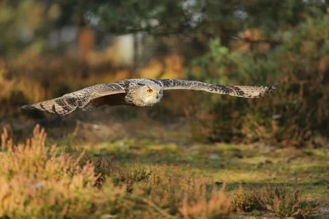 Eastern Siberian Eagle Owl, Bubo bubo sibiricus, flying through forest Stock Photos