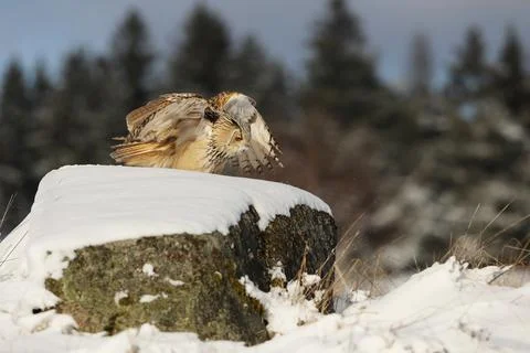 Eastern Siberian Eagle Owl, Bubo bubo sibiricus, landing on rock with snow. W Stock Photos
