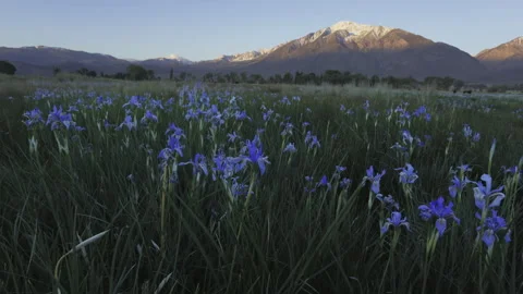 Eastern Sierra Wild Iris Bloom at Sunrise Timelapse Vidéo 241897851