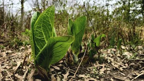 Eastern Skunk Cabbage 6 Stock Photos