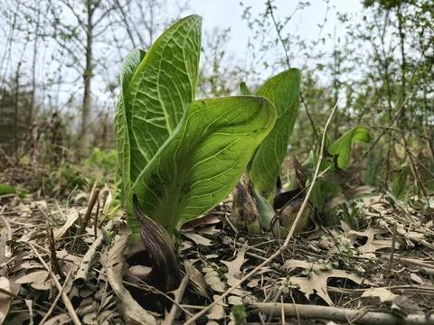 Eastern Skunk Cabbage 7 Stock Photos
