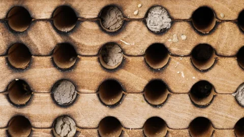 Eastern Snail Shell Mason Bees (Osmia conjuncta) working in wooden bee hive. Stock Footage 131377671