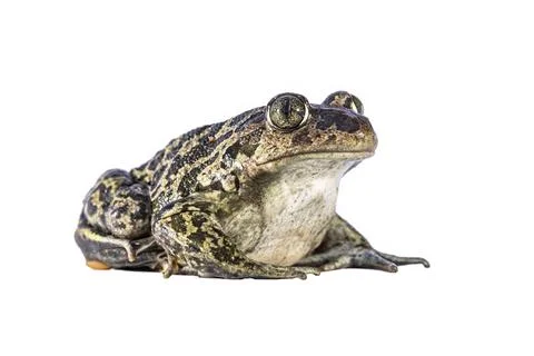 Eastern spadefoot toad on white background Stock Photos