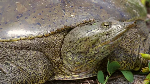 Eastern Spiny Softshell in Ontario, Canada. Strange and unique animal! Stock Footage 25324784