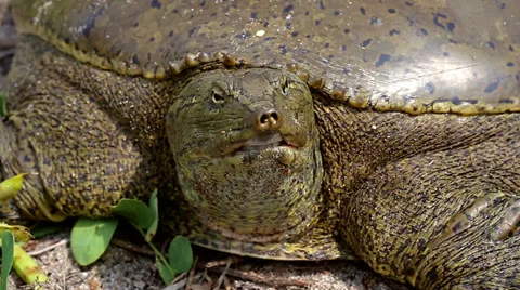 Eastern Spiny Softshell in Ontario, Canada. Strange and unique animal! Stock Footage 25325147