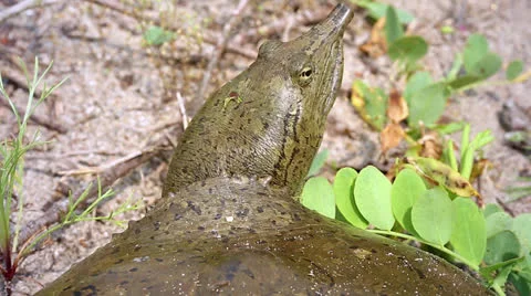 Eastern Spiny Softshell in Ontario, Canada. Strange and unique animal! Stock Footage 25325365