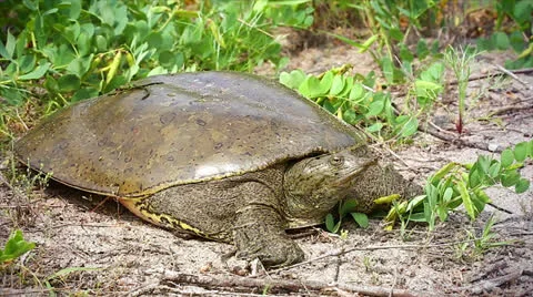 Eastern Spiny Softshell in Ontario, Canada. Strange and unique animal! Stock Footage 25325994