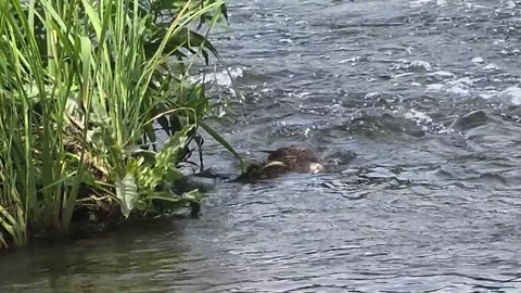 Eastern Spot-billed Duck in a Fast Flowing Stream Video stock 344255733