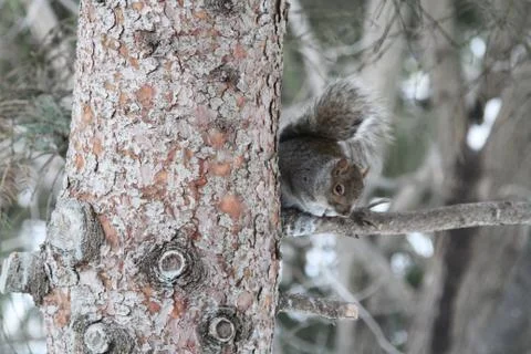 Eastern squirrel perched on a branch Stock Photos