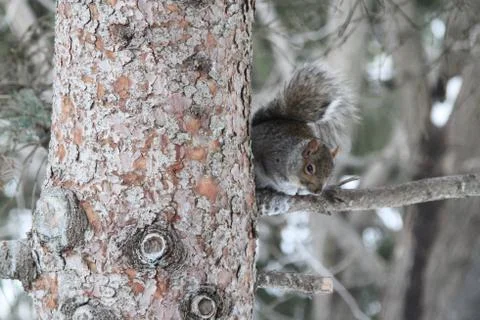 Eastern squirrel perched on a branch Stock Photos