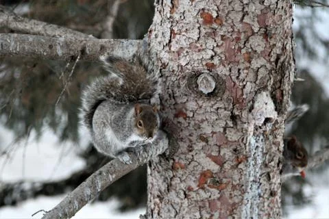 Eastern squirrel perched on a branch Stock Photos