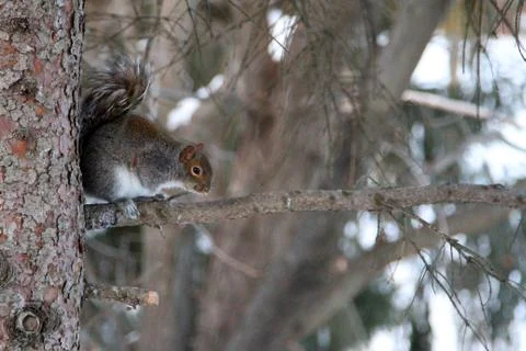 Eastern squirrel perched on a branch Stock Photos