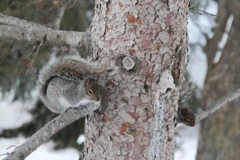 Eastern squirrel perched on a branch Stock Photos