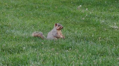 Eastern squirrel standing in green grass while searching for food in a natural Stock Footage 338319482
