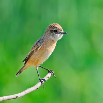 Eastern stonechat Stock Photos