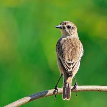 Eastern stonechat Stock Photos