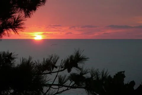 The eastern sun rises through the pines Stock Photos