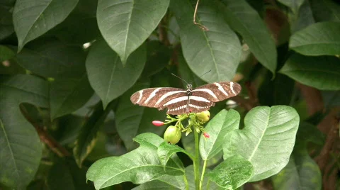 Eastern swallowtail butterfly Stock Footage 276255