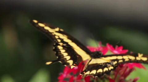 Eastern Swallowtail Butterfly Stock Footage 60909811