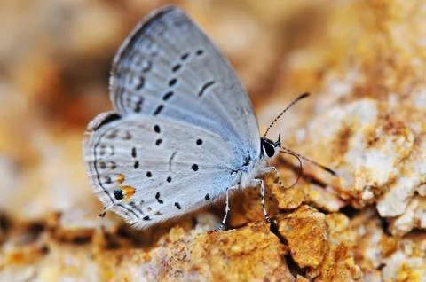 Eastern tailed-blue Stock Photos
