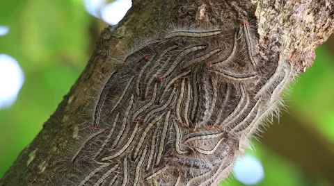 Eastern Tent caterpillars on the nest in a tree. Mirissa, Sri Lanka . Close up Stock Footage 63366913
