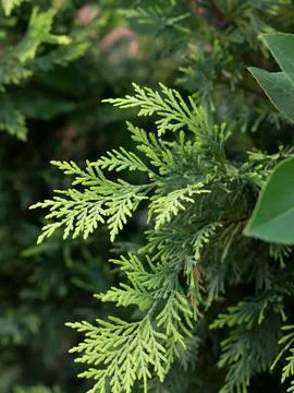 Eastern Thuja tree close-up. In the background, people are blurred. Foto stock