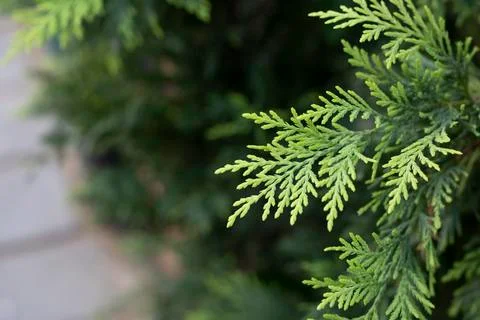 Eastern Thuja tree close-up. In the background, people are blurred. Stock Photos