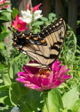 Eastern-tiger-striped-swallowtail Stock Photos