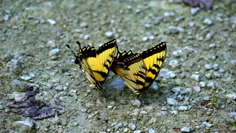 EASTERN TIGER SWALLOWTAIL BUTTERFLY DRINKING WATER ON DAMP SOIL 스톡 동영상 250363561
