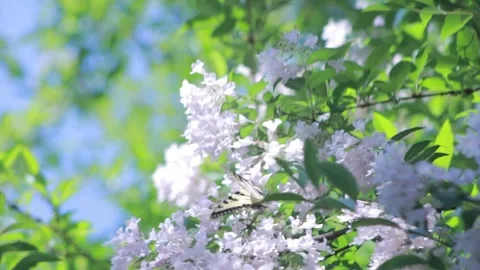Eastern Tiger Swallowtail Butterfly on Pale Lilac Blossoms Stock Footage 302302053