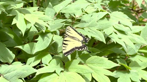 Eastern tiger swallowtail butterfly resting and taking off Stock Footage 336508764