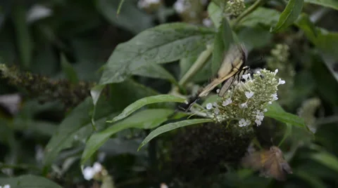 Eastern Tiger Swallowtail Stock Footage 27795673