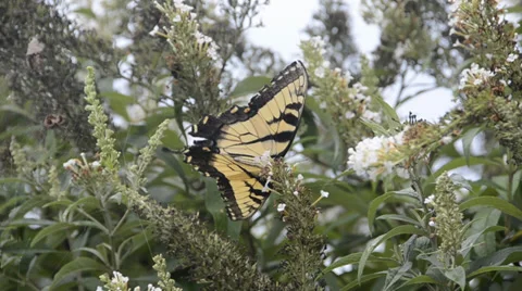 Eastern Tiger Swallowtail Stock Footage 27795717