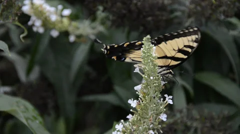 Eastern Tiger Swallowtail Stock Footage 27795913