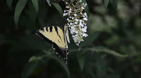 Eastern Tiger Swallowtail Stock Footage 27795926