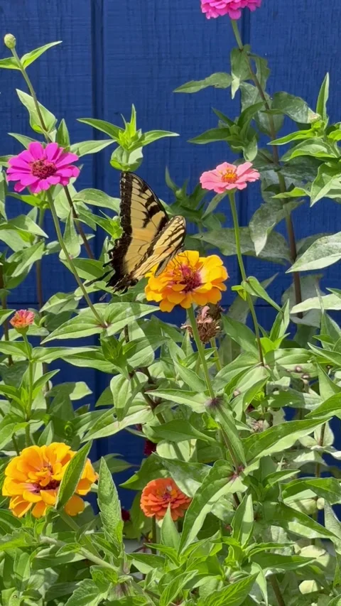 Eastern tiger swallowtail Stock Footage 316008084