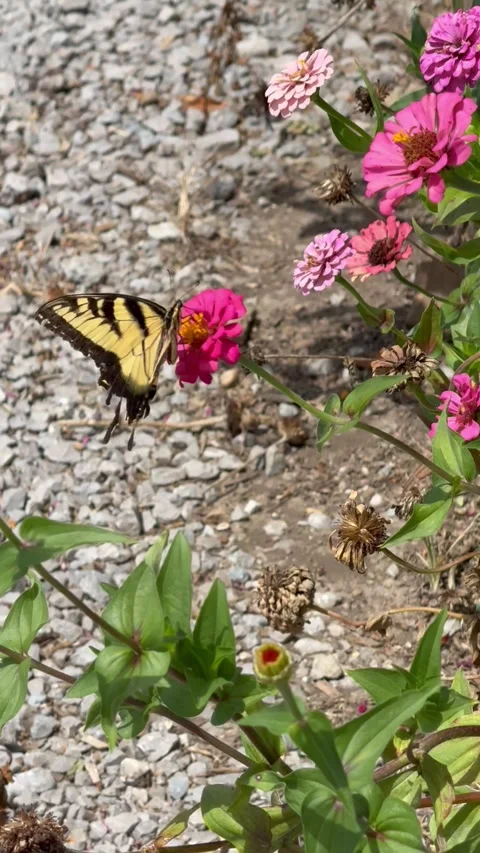 Eastern tiger swallowtail Stock Footage 316008100