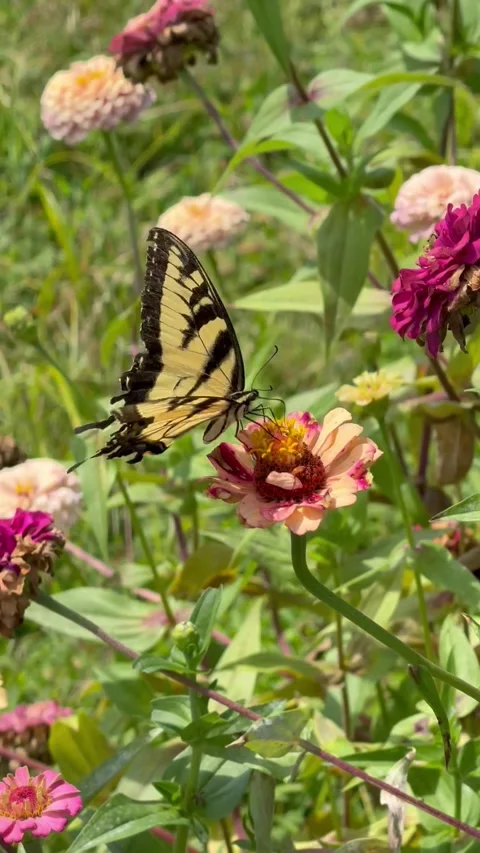 Eastern tiger swallowtail Stock Footage 316008102