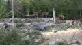 Eastern Timber Wolves and Caribous in rocky hills landscape HD Footage
