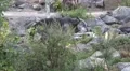 Eastern Timber Wolves pack and Caribous in rocky hills landscape HD Footage