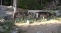 Eastern Timber Wolves pack disappear in rocky hills forest HD Footage